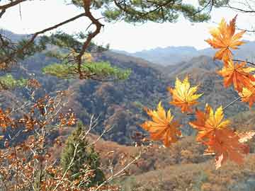 始祖鸟“蛇年限定”款冲锋衣卖8200，始祖鸟蛇年限定冲锋衣售价揭晓，8200元